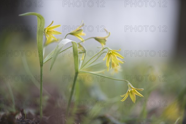 Yellow Star-of-Bethlehem (Gagea lutea)