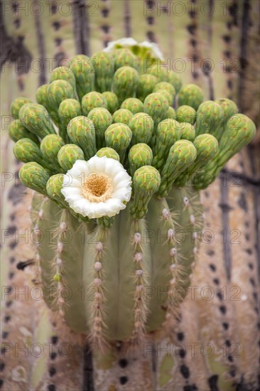Flower of Saguaro (Carnegiea gigantea)