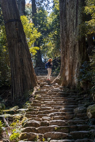 Hiker stands between big old trees