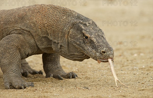 Komodo Dragon (Varanus komodoensis)