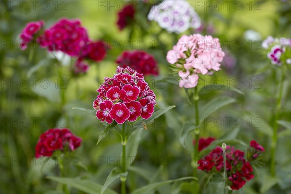 Sweet William (Dianthus barbatus)