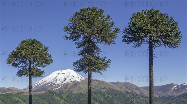 Chilean Araucaria (Araucaria araucana) and Lonquimay volcano