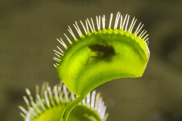 Venus Fly Trap (Dionaea muscipula)