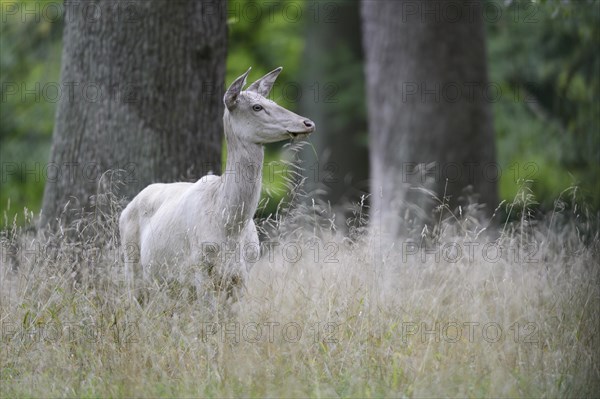 Red Deer (Cervus elaphus)