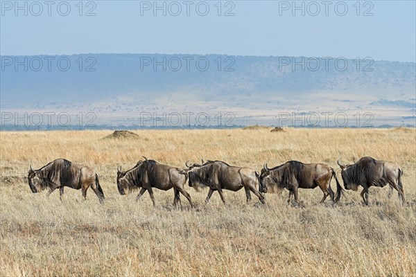 Blue Wildebeest migration (Connochaetes taurinus)