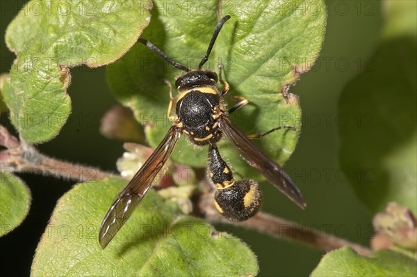Potter wasp (Eumenes sp.)