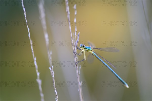 Emerald Damselfly (Lestes sponsa) on a blade of grass