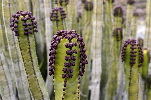 Candelabra tree (Euphorbia candelabrum)