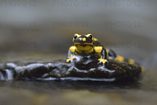 Barred Fire Salamander (Salamandra salamandra ssp. Terrestris) on a moss-covered stone in Stolberg