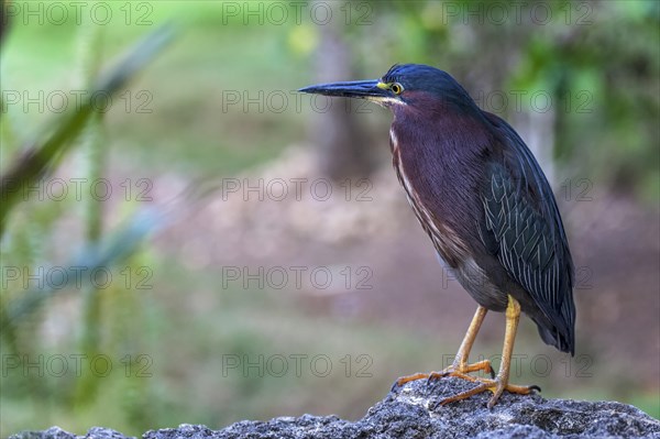 Green Heron (Butorides virescens)