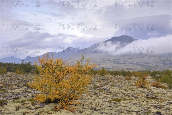 Downy Birch trees (Betula pubescens) and Reindeer Lichen (Cladonia rangiferina)