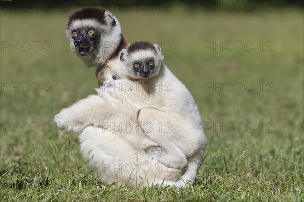 Verreaux's Sifaka (Propithecus verreauxi) mother with young on her back