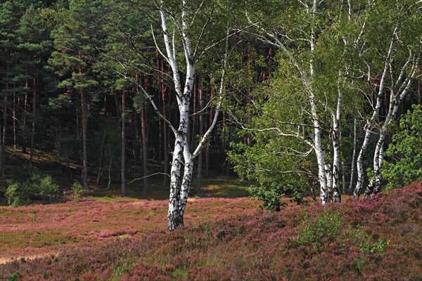 Birch (Betula) and pine (Pinus sylvestris) in a landscape with blooming heather (Calluna vulgaris)