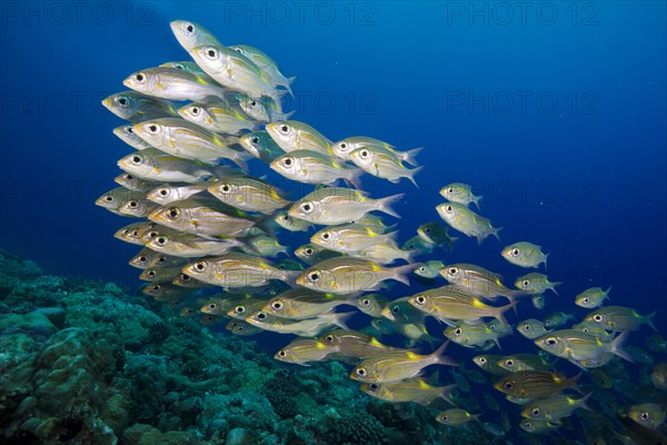 Goldspot Seabreams or Striped Large-eye Breams (Gnathodentex aureolineatus)