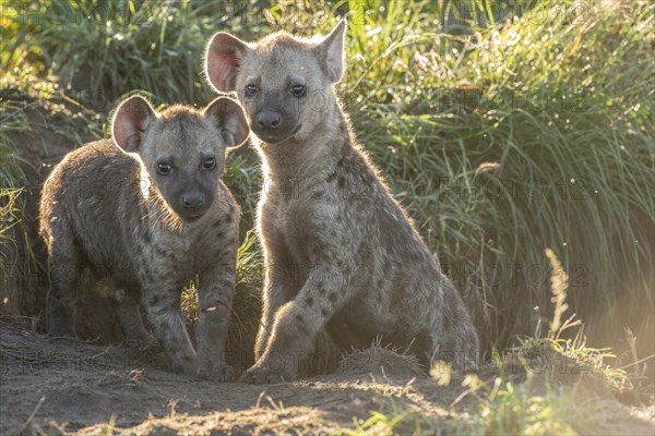 Spotted Hyena (Crocuta crocuta)