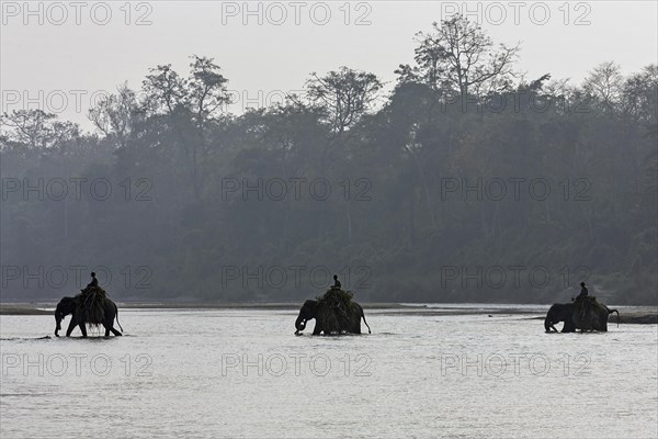 Mahouts crossing the East Rapti River with their elephants at Sauraha