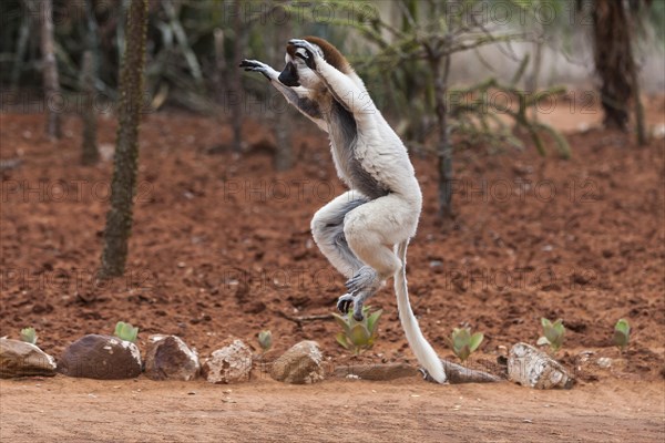 Jumping Verreaux's sifaka (Propithecus verreauxi)