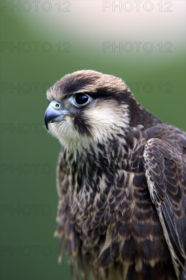 Lanner Falcon (Falco biarmicus)