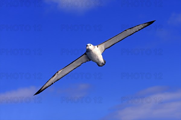 Shy albatross (Thalassarche cauta)