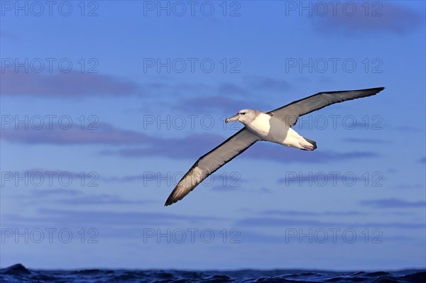 Shy albatross (Thalassarche cauta)