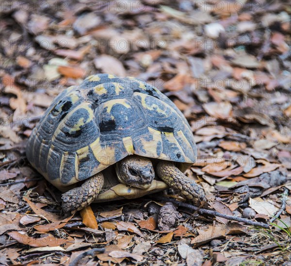 Hermann tortoise (Testudo hermanni)