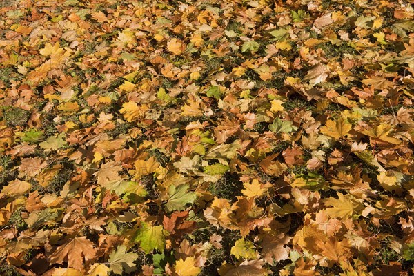 Norway Maple (Acer platanoides)