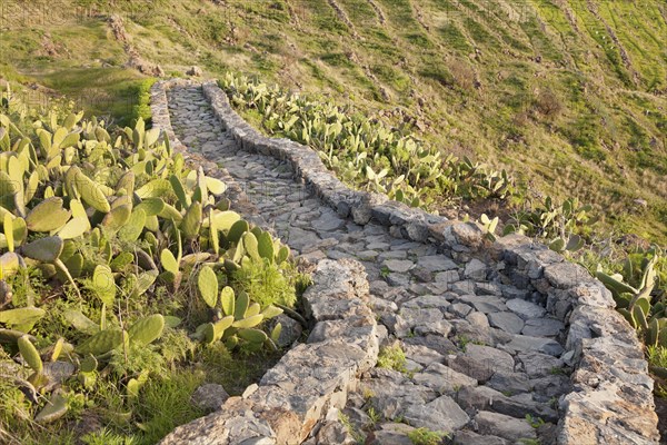 Hiking trail to the dragon tree Drago de Agalan near Alajero