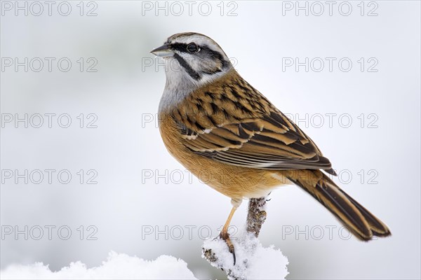 Rock Bunting (Emberiza cia)