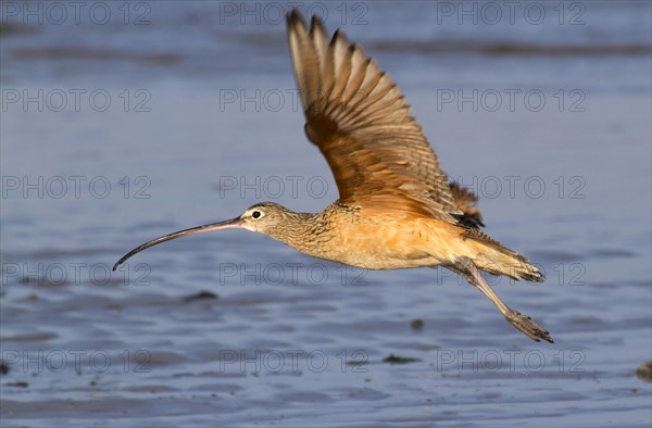 Long-billed curlew (Numenius americanus) flying over water