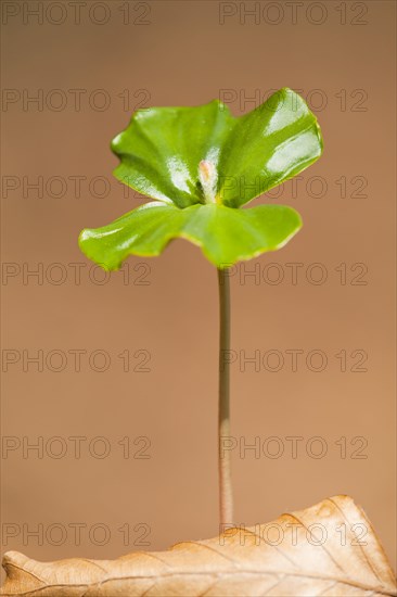 European beech (Fagus sylvatica)