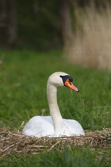 Mute Swan (Cygnus olor) brooding on nest