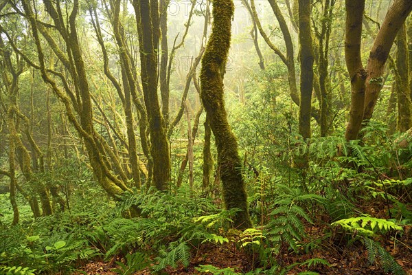 Moss covered trees in laurel forest