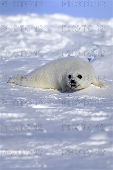 Harp Seal or Saddleback Seal (Pagophilus groenlandicus