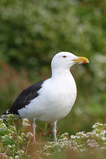 Great black-backed gull (Larus marinus)