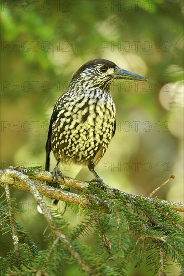 Nutcracker (Nucifraga caryocatactes)