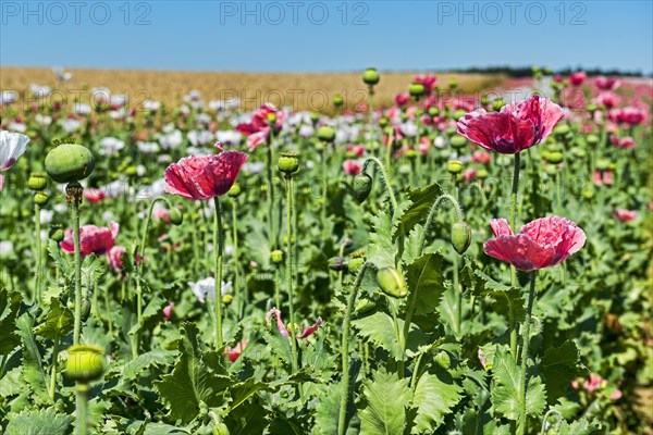 Flowers and flower buds