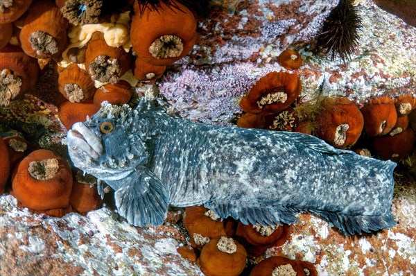 Japanese Warbonnet or Fringed Blenny (Chirolophis japonicus)