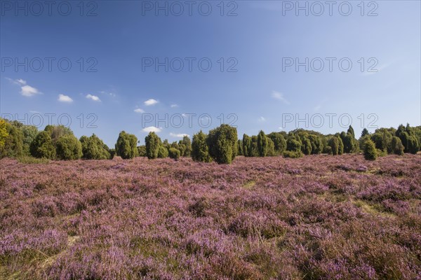 Countryside with flowering Heather (Calluna vulgaris) and Juniper