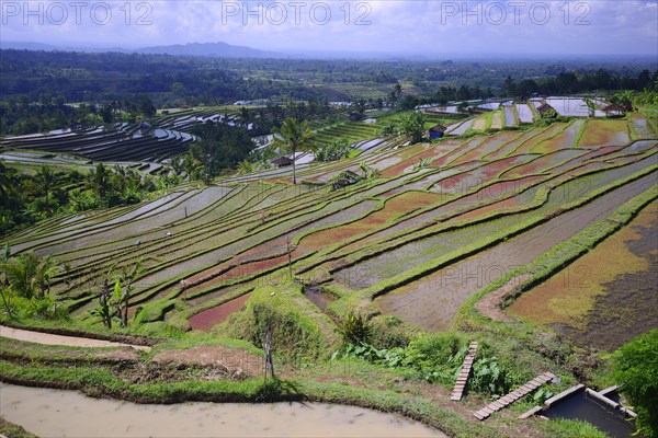 The famous rice terraces of Jatiluwih