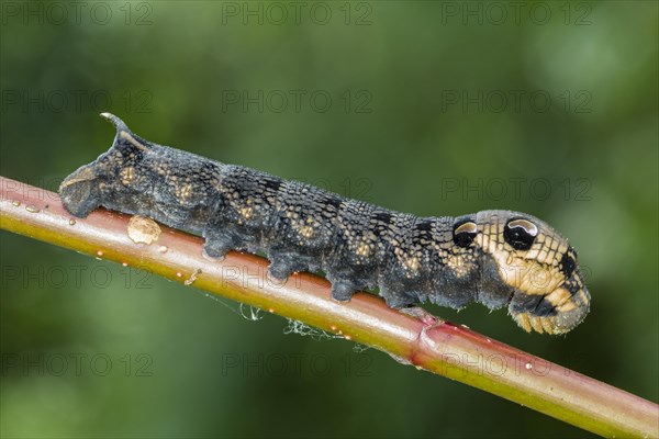 Elephant Hawk-moth (Deilephila elpenor)