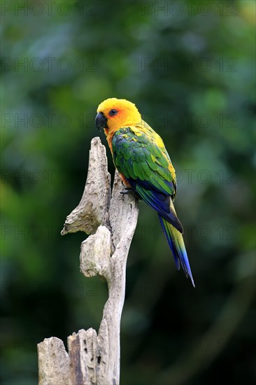 Sun Parakeet (Aratinga solstitialis jandaya)