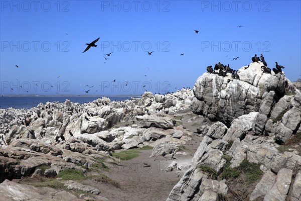 Cape Cormorants (Phalacrocorax capensis)