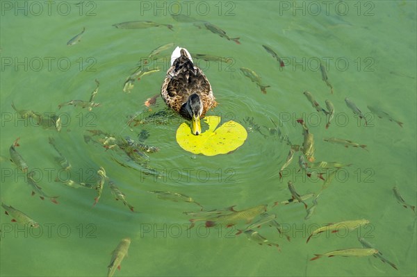 Female mallard duck (Anas platyrhynchos) feeding on the leaf of a White Water Lily (Nymphaea alba)