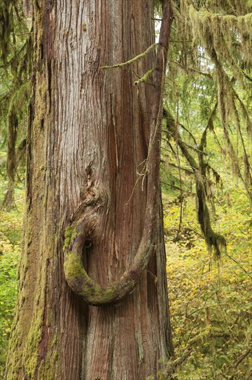 Rain forest on the Olympic Peninsula