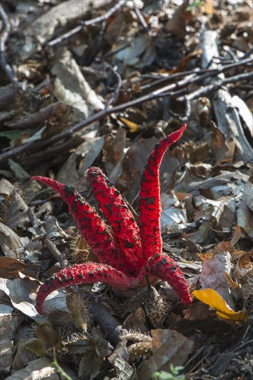 Octopus Stinkhorn (Clathrus archeri)