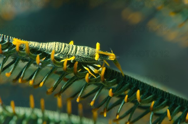 Amboinensis Crinoid Shrimp (Periclimenes amboinensis)