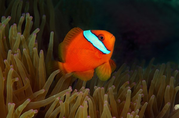 Australian clownfish (Amphiprion rubrocinctus)