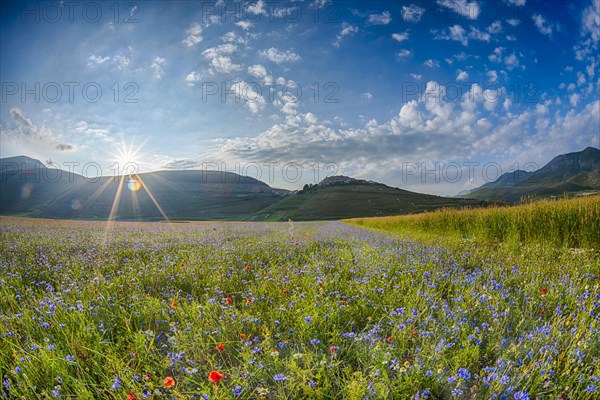 Blooming meadow