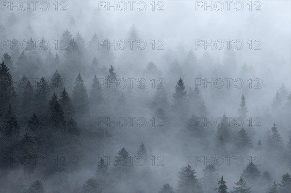 Coniferous forest with fog