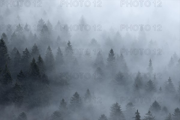 Coniferous forest with fog